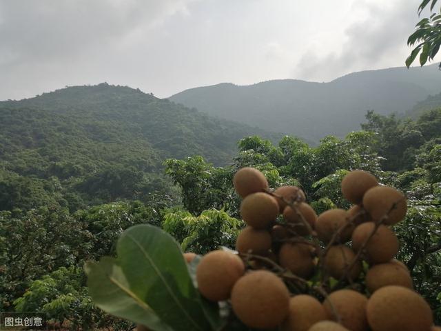 高温多湿，龙眼炭疽病悄然来袭，提前预防治疗，科学管理可保丰产13