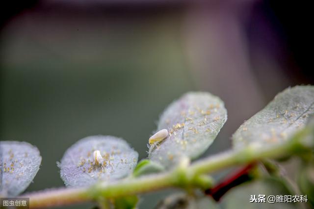 噻虫嗪这样用，用一次管一季，杀虫干净彻底3