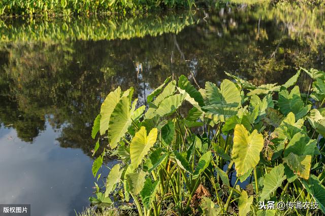 长汀香芋种植技术及病虫害防控，简单实用又简单，经验老农来支招4