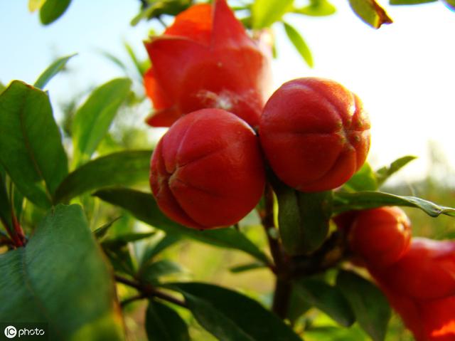 石榴落花落果太严重，多半是这些原因引起，以后要加强几方面管理4