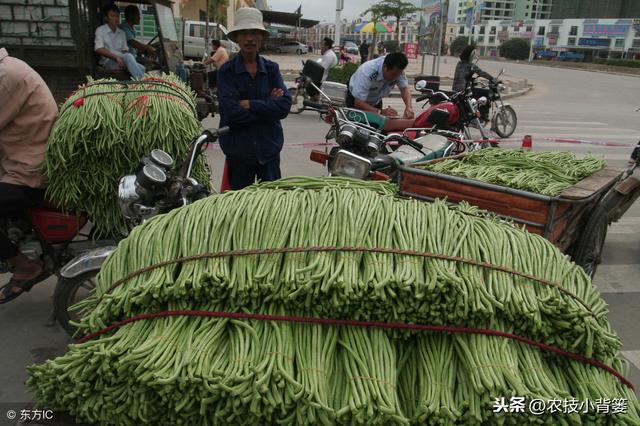 豆角蓟马易发生、繁殖快、危害重、防治难？如何能提高防治效果？13