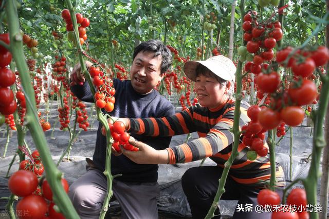 番茄的种植