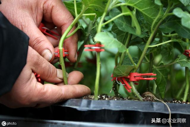 茄子设施种植中常见的4类虫害为害症状、特点及防治措施介绍