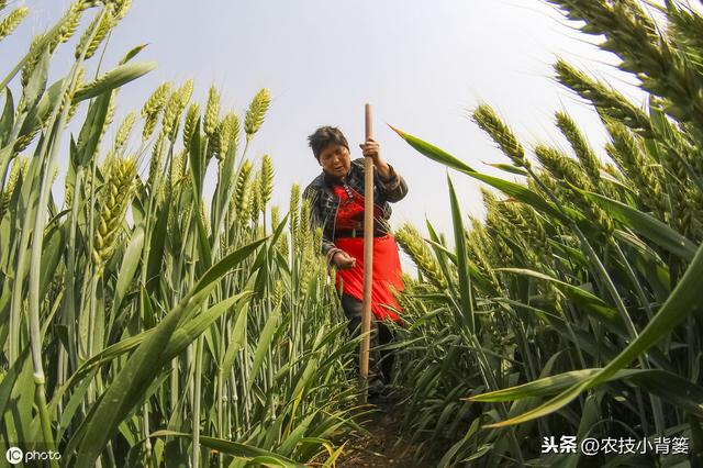 小麦赤霉病即将来袭，提前掌握这些防治技巧，轻松化解减产难题！10