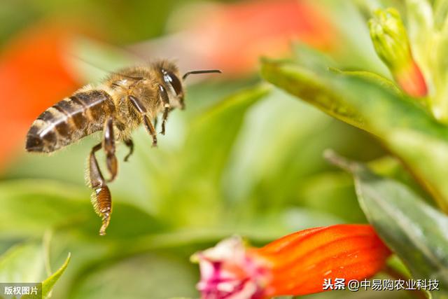 这种药，防治蚜虫、粉虱、蓟马、飞虱、叶蝉很有效，注意剂量2