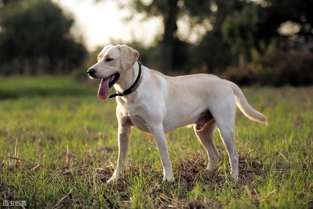 拉布拉多犬介绍 拉布拉多犬介绍（拉布拉多犬介绍一种事物500字） 动物