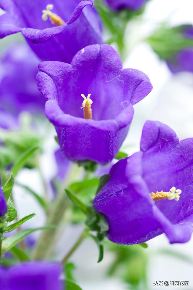 风铃花 风铃花（风铃花折纸教程） 生活