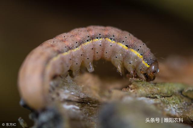 这个新药专杀抗性害虫，其它药不行，用它试试1