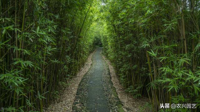 竹子常见虫害及其防治，农家大叔教你种植，一定要知道这几点3