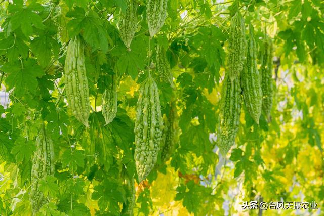 蔬菜常用农药介绍 杀菌剂——霜脲·锰锌 附蔬菜用药方法5