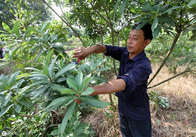 杨梅是一种耐贫瘠的果树，但对施肥要求也严格，那该怎么施肥呢？2