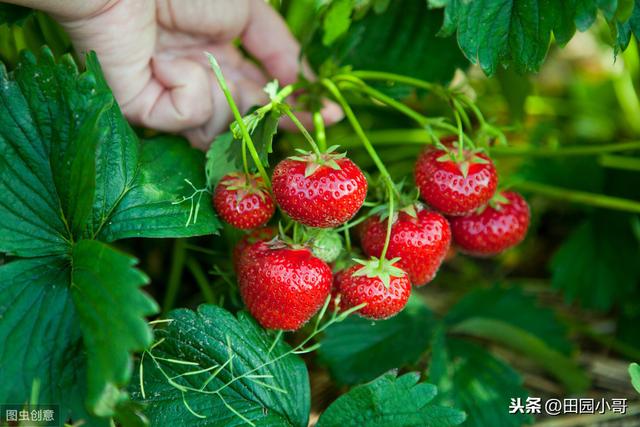 高温高湿，草莓炭疽病高发，提前预防科学管控保丰产2