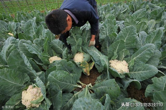 花椰菜的病、虫的识别与防治技术！4