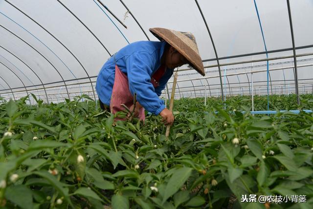 小小赤霉素，作物好朋友？你知道赤霉素在不同作物上的正确用法吗3