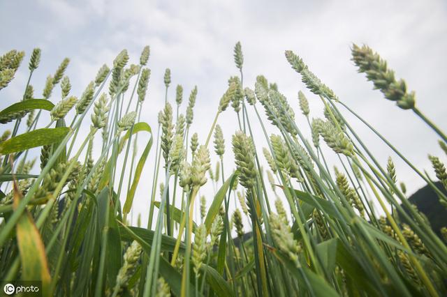 小麦除草剂知识普及：如何选择？什么时候用？怎么用？