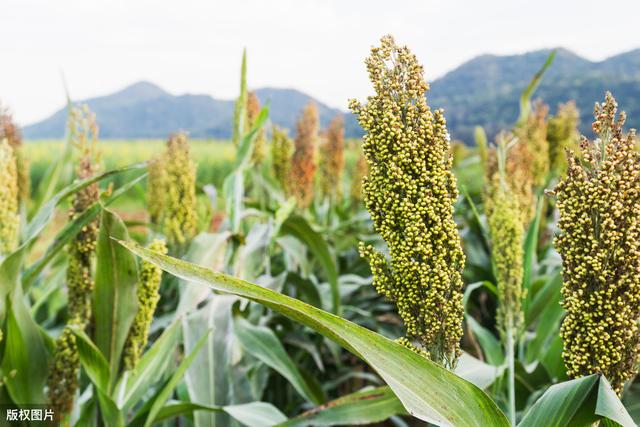 高粱种植技术以及病虫害防治，能促进高粱的增产，保证其品质6