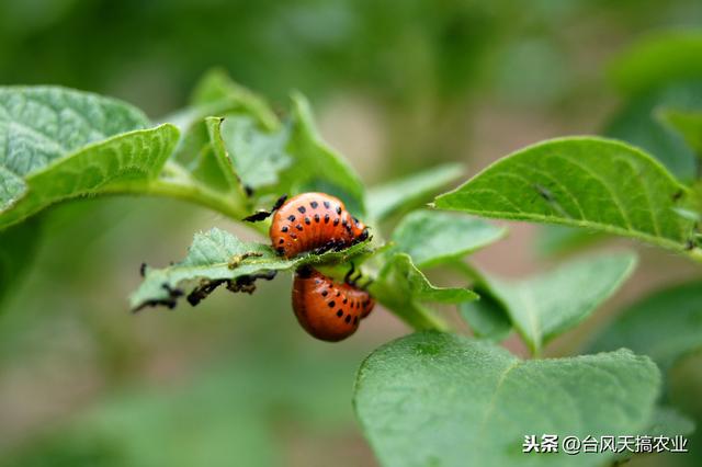 多杀霉素Spinosa——蔬菜常用农药杀虫剂,防治瓜果蔬菜的效果好3