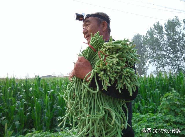 春季种植豆角做到这五点，苗株健壮、开花结荚多，持续采摘能高产6