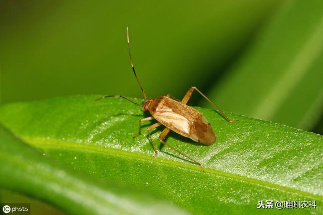 这个药专治粉虱蚜虫等害虫，10秒中毒，10小时死虫3天后二次杀虫5