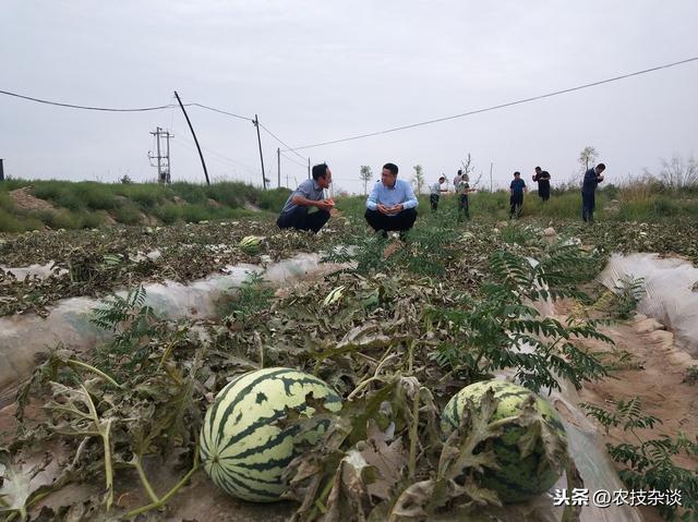 西瓜花叶病毒病严重危害西瓜生长发育，科学防治，避免损失9