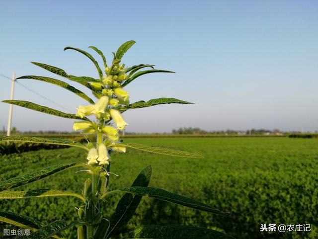 芝麻在苗期应该怎么管理？出现缺素症的原因是什么？如何防治？4