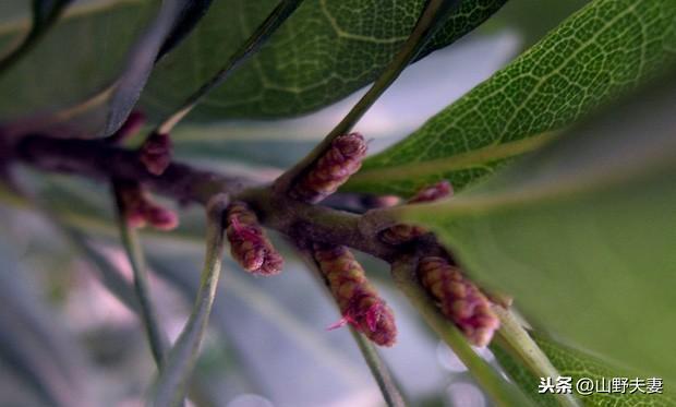 怎么提高杨梅坐果量？在头条就能学到实用的种植杨梅经验和技术1