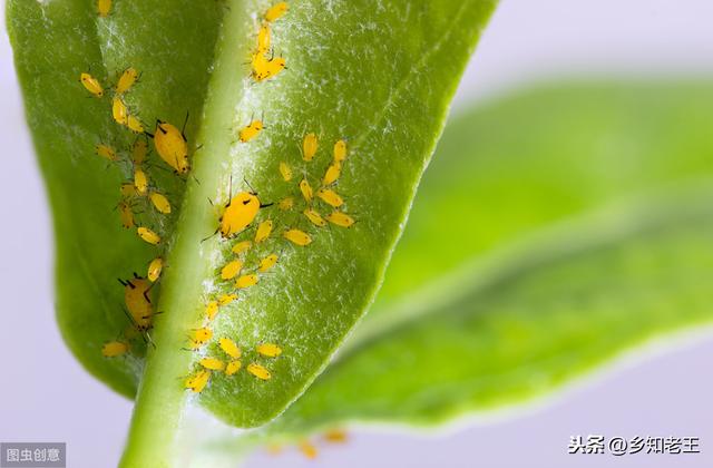 蚜虫一年最高繁殖30代，介绍几种不用农药灭杀的好方法，省钱安全3