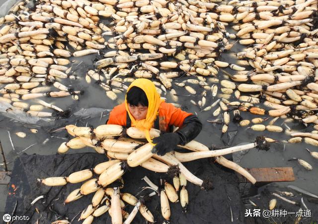 莲藕腐败病的发生规律及综合防治技术