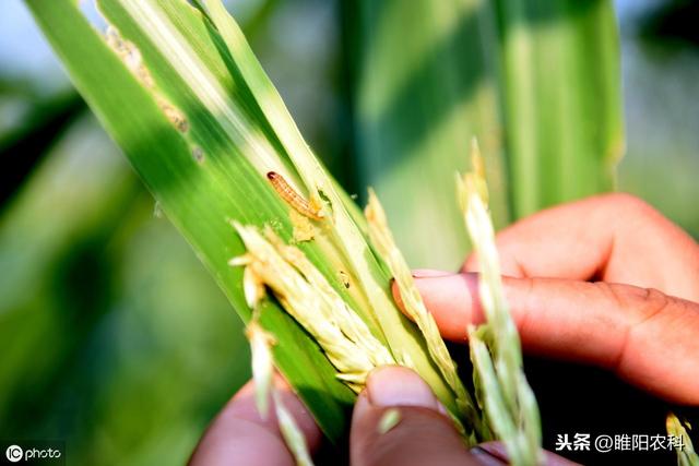 这个新药专治钻心虫，害虫15分钟停止取食，3天彻底饿死