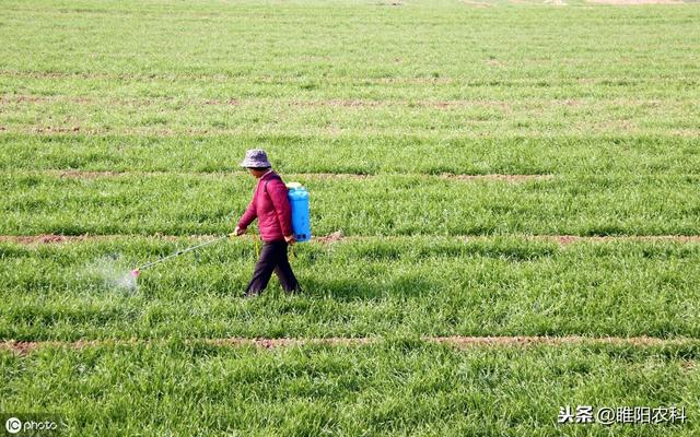 这个新药专治麦田雀麦、野燕麦、棒头草、硬草等禾本科杂草1