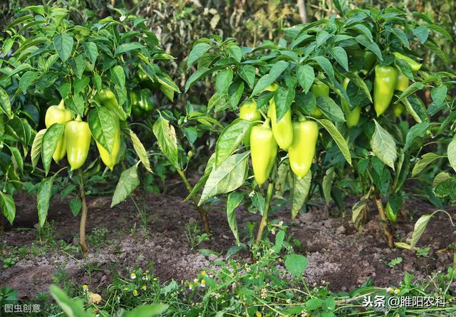 这个药才是防治青枯病、枯萎病、根腐病等土传病害最好的药剂6