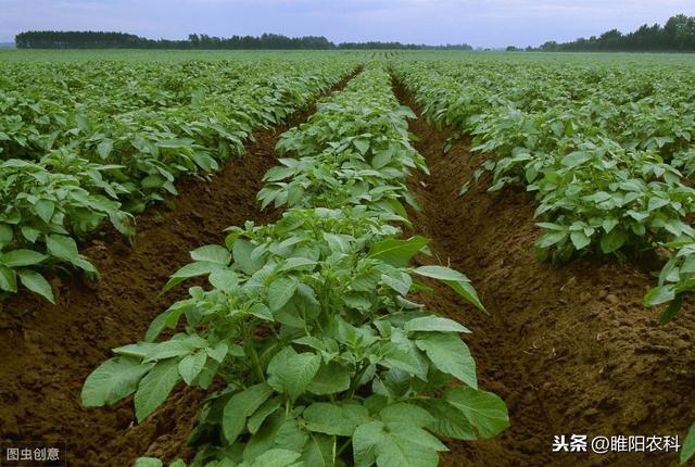 最安全的大豆、花生、油菜等除草剂，除草速度快，干净又彻底4