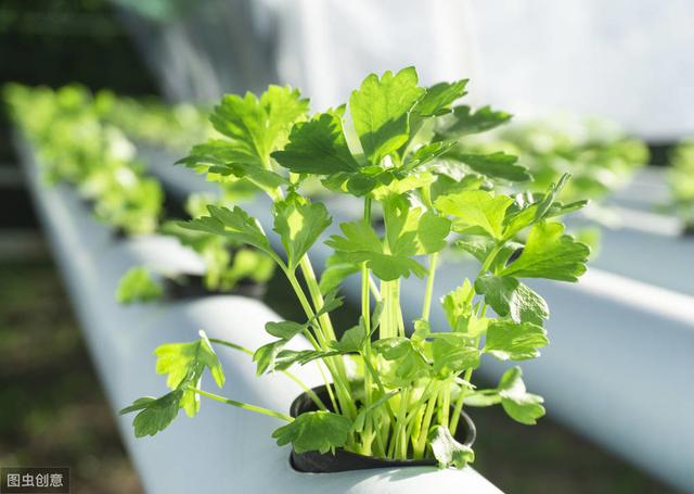 秋季低温多湿，芹菜二尾蚜来袭能不能防住这个害虫，就看这次了