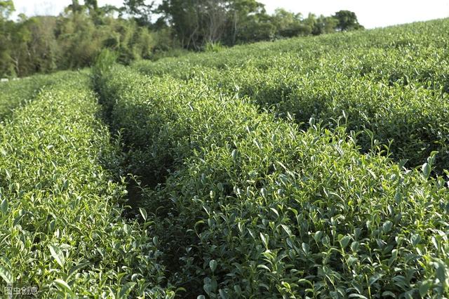 针对茶树小叶蝉的治理方法，达到改善植株生长环境条件，提高产量3