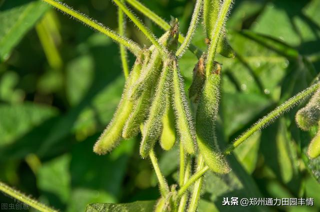 大豆开花结荚期早施叶面肥，增加结荚数量，促进荚果饱满充实4