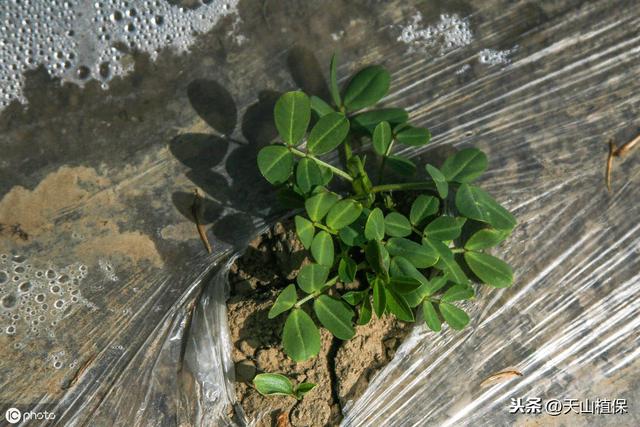 花生主要病害的发生与防治6