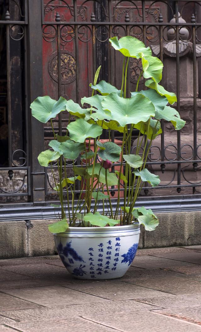 荷花有什么作用（令箭荷花有什么作用）