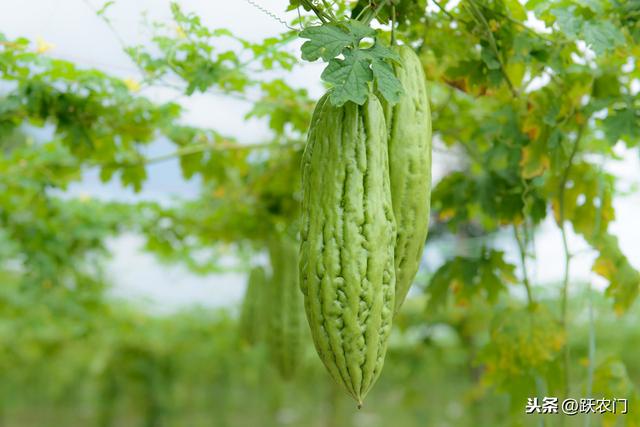 好吃营养的苦瓜的种植时叶子发黄的原因以及防止方法，是这些10