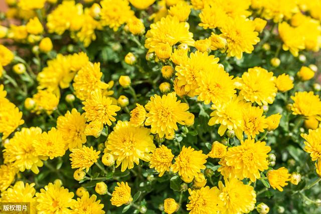 蓝色水菊 蓝色水菊（蓝色水菊英文） 生活