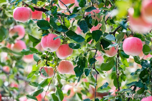 幼果期是苹果树补“钙”的关键时期，果农万不可忽视1