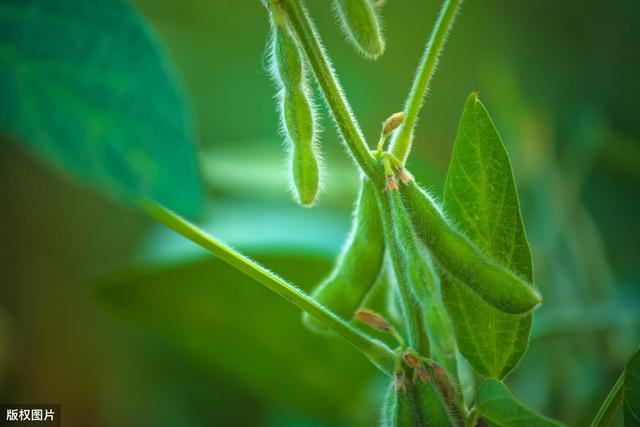 大豆种植技术，与病虫害防治措施，学会这招有效避免低产发生