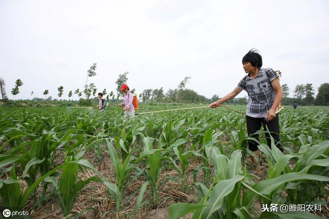 这个玉米田除草剂一次施药，二次除草，干净彻底，一季无草4