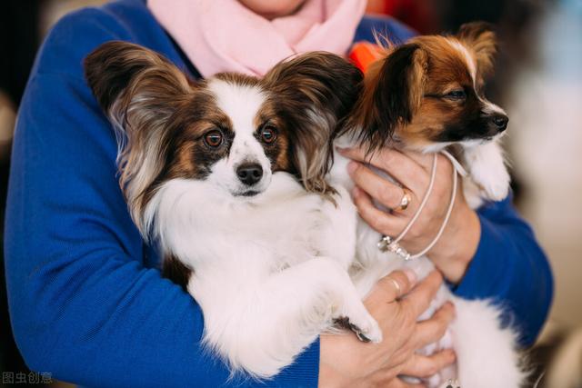 小型宠物犬品种大全