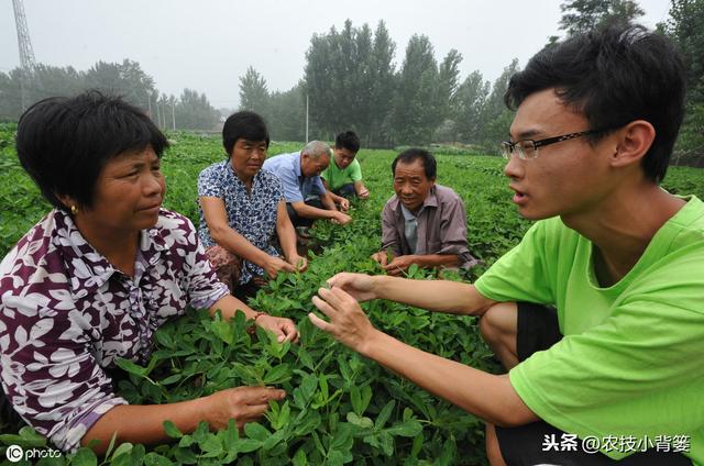 花生黄叶是哪些原因造成的？农民朋友通过哪些方法可以防治？6