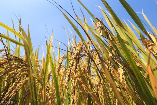 掌握水稻苗期常见的病害及防治方法，培育壮苗很简单7