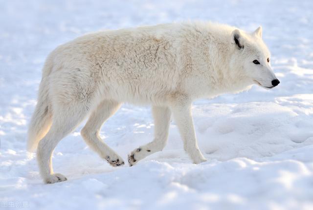 纽芬兰白狼拉普兰德图片