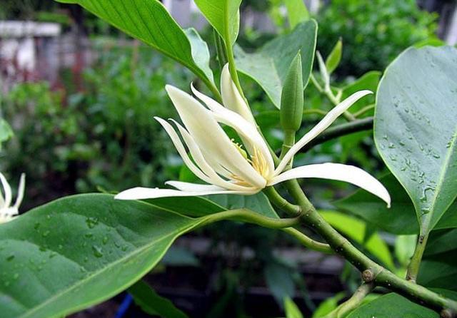 白兰花树（白兰花属于什么植物）