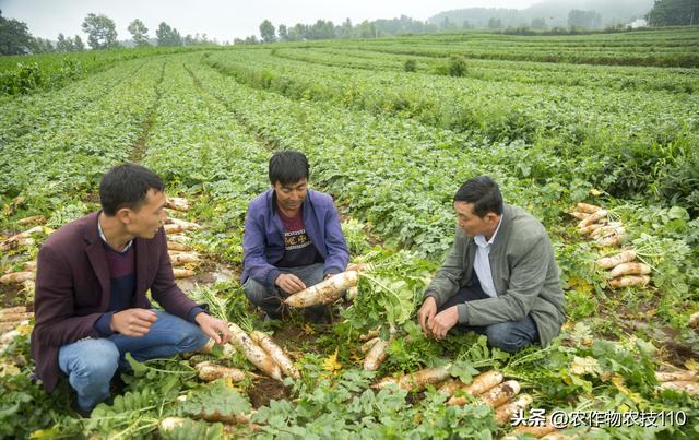 白萝卜、胡萝卜、青萝卜，水果萝卜该如何种植管理，能高产呢？8