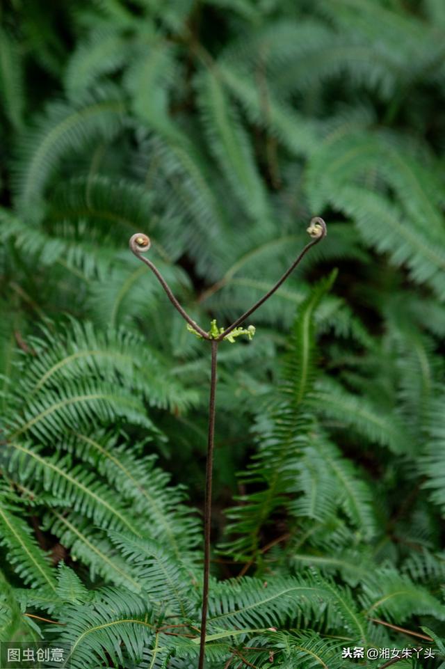 农村随处可见的蕨类植物芒萁，止血效果非常好，了解下3