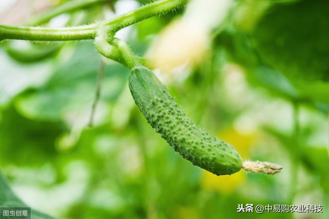 蔬菜跳甲这样防治，后期田间虫子少！蔬菜产量高4